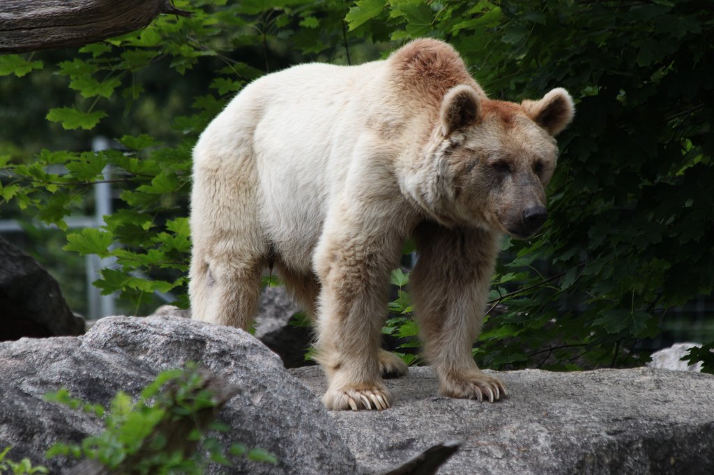 IMG_1625.JPG -  Brown bear  ( Braunbär )