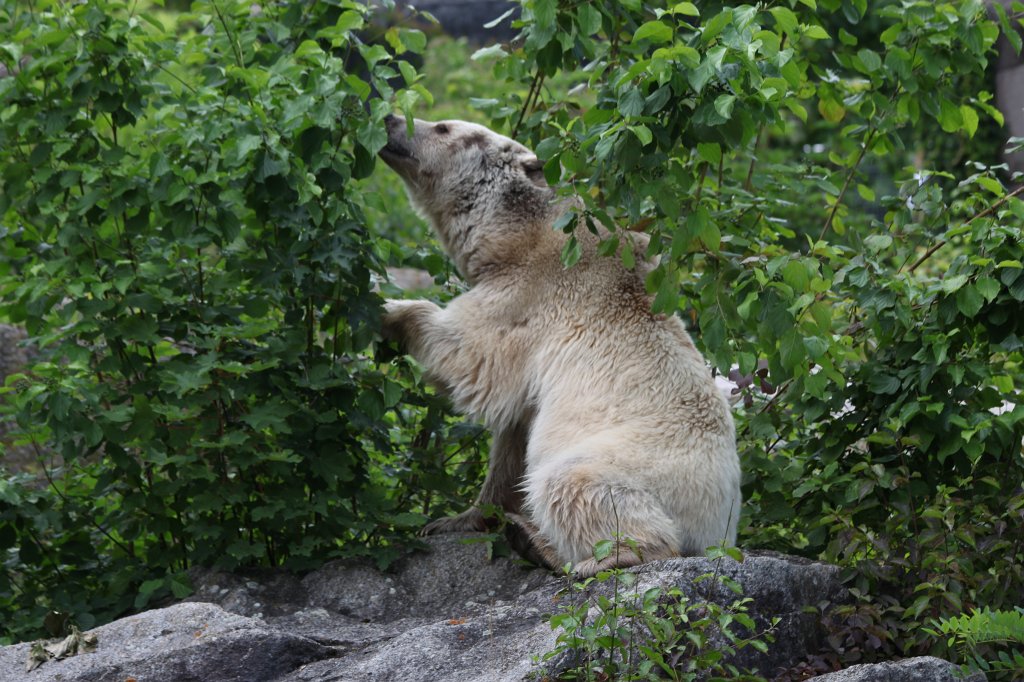 IMG_1635.JPG -  Brown bear  ( Braunbär )