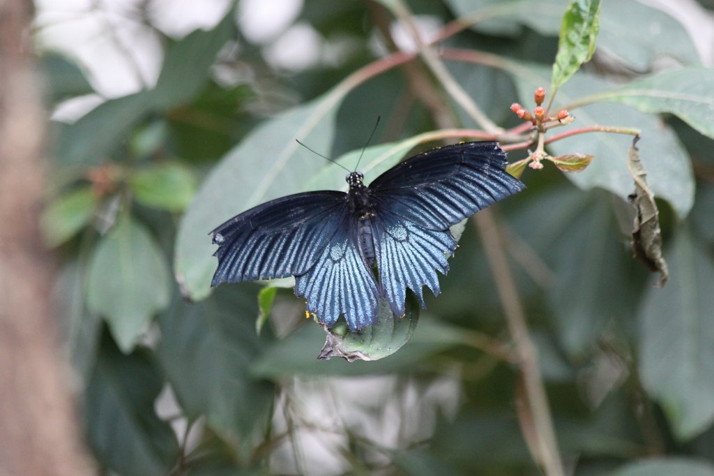 IMG_1743.JPG -  Papilio memnon 