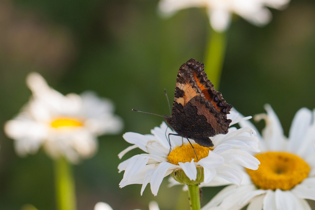 IMG_2040_c.jpg - Butterfly in  ox-eye daisies  ( Margeriten )
