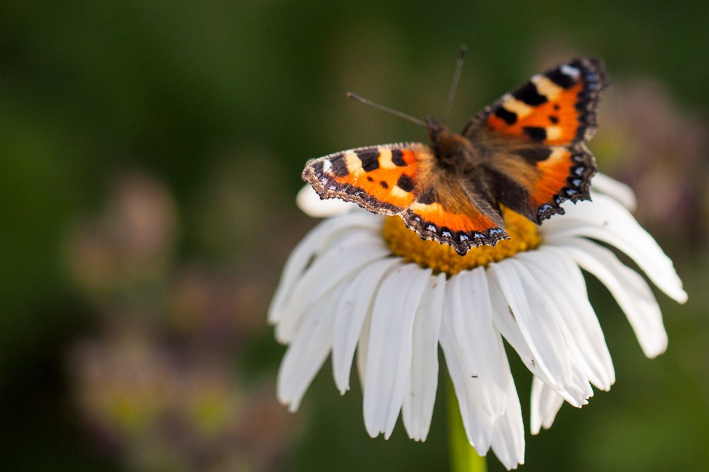 IMG_2045_c.jpg - Butterfly on  ox-eye daisies  ( Margerite )