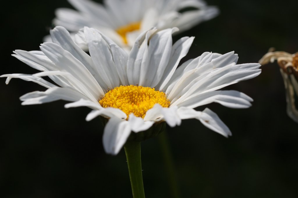 IMG_2094.JPG -  Ox-eye daisy  ( Margerite )