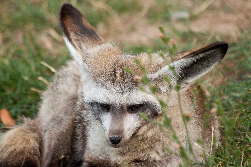 IMG_2730_c.jpg -  Bat-eared fox  ( LÃ¶ffelhund )