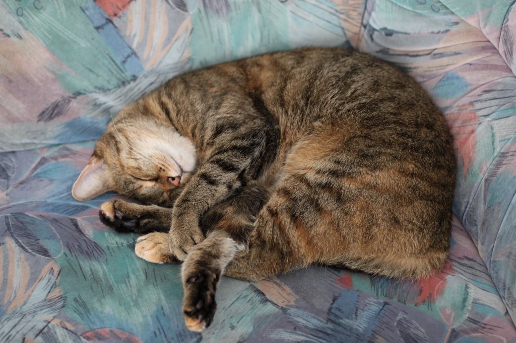 IMG_4524.JPG - Sleeping cat