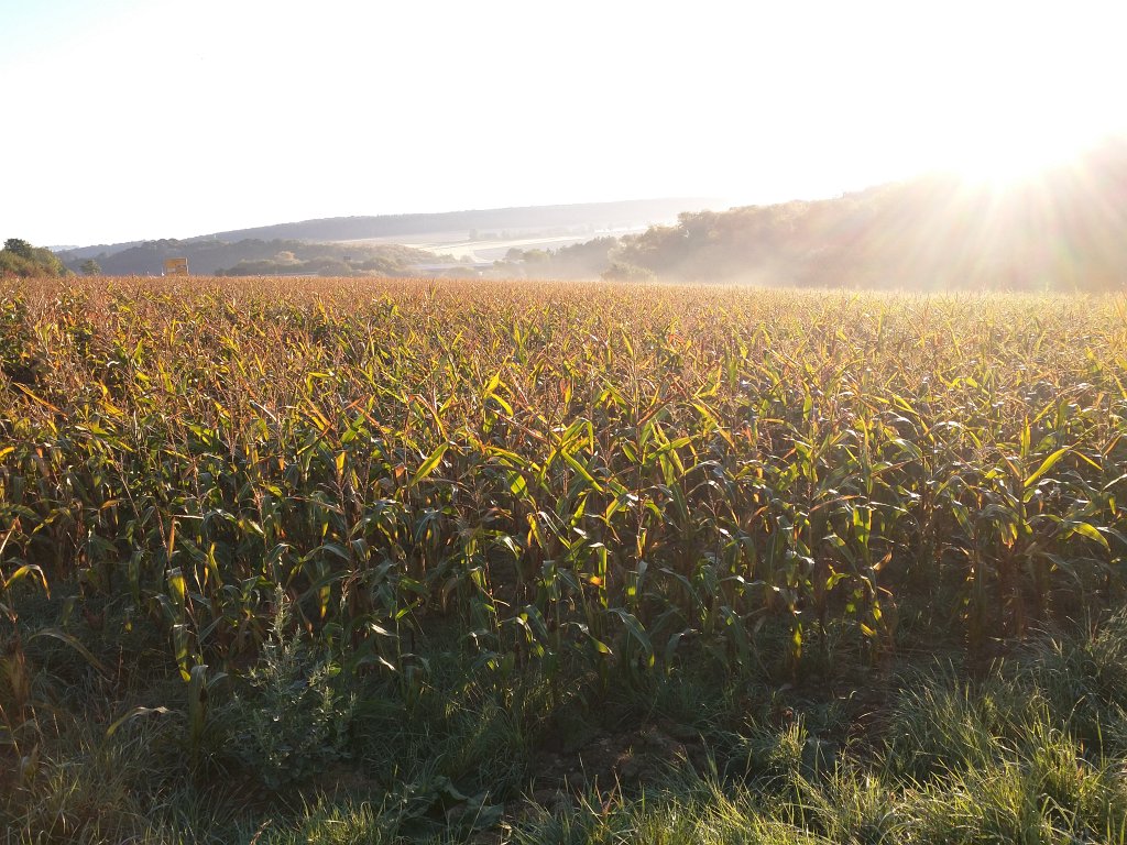 IMG_20150928_080702.jpg - Corn field