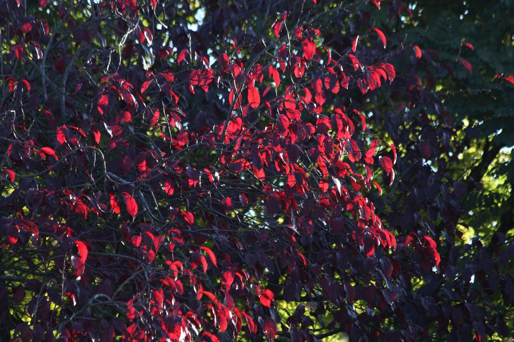 IMG_5323.JPG - Red leaves in the sun