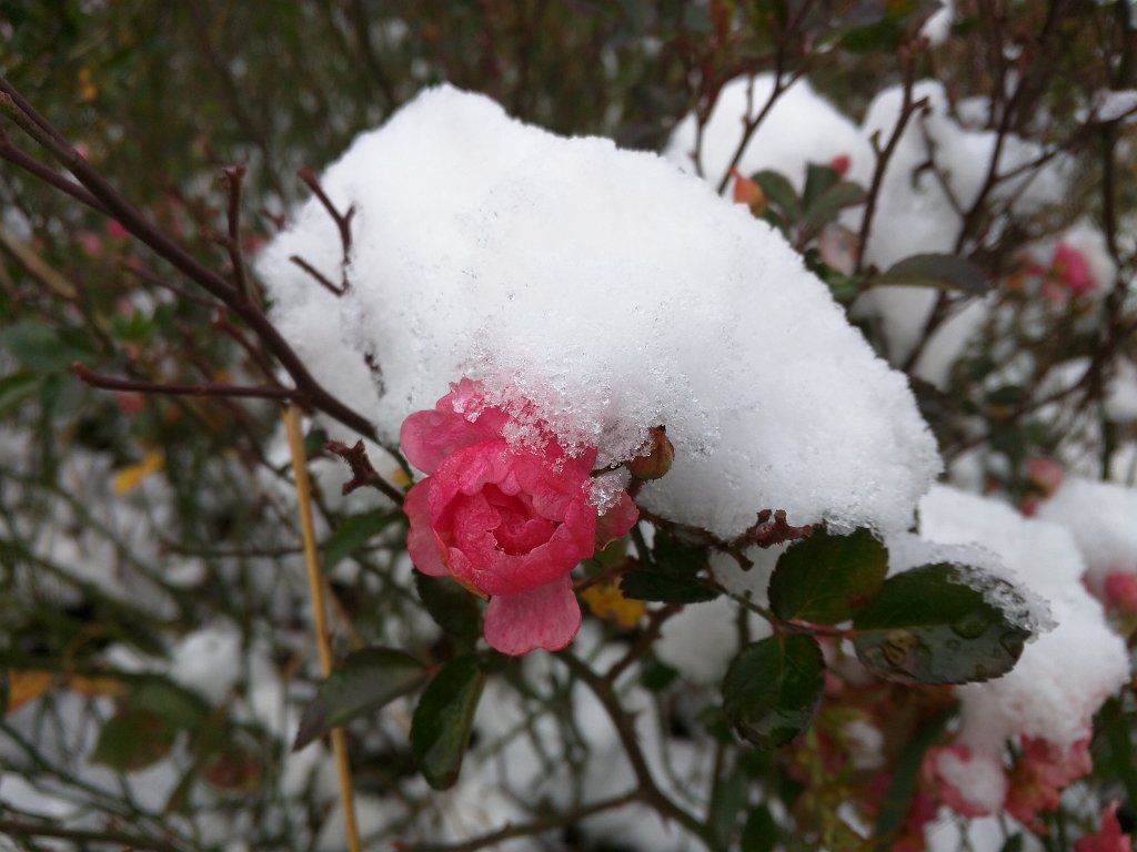 IMG_20151123_093141.jpg - Red roses in the snow