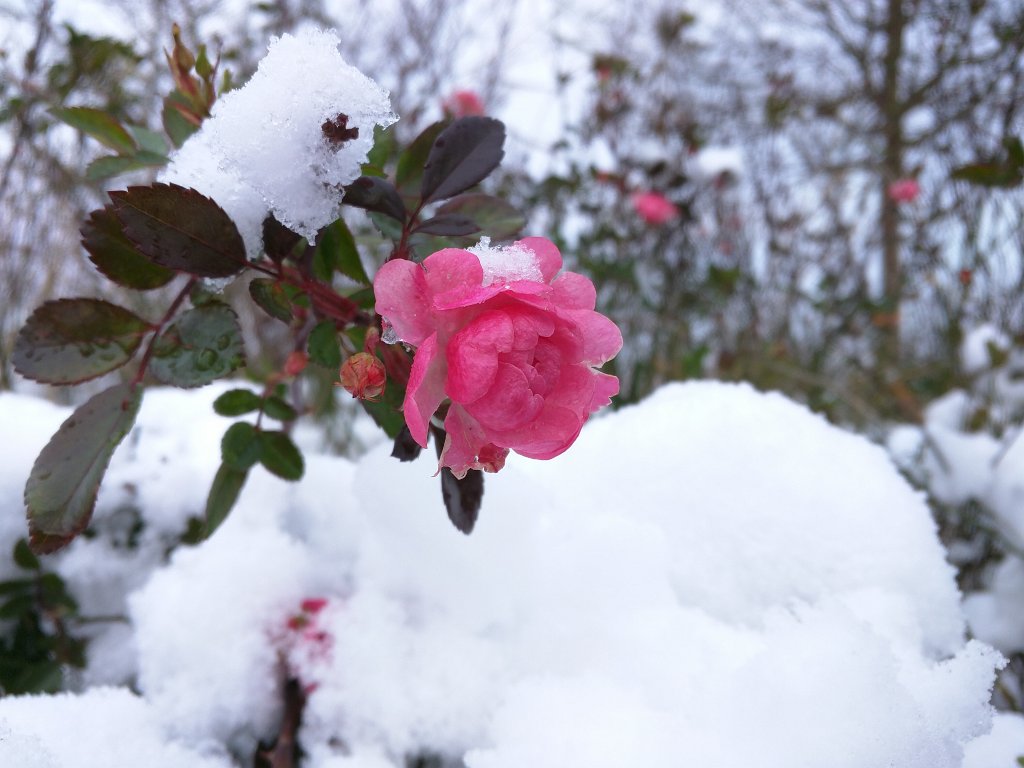 IMG_20151123_093233.jpg - Red roses in the snow