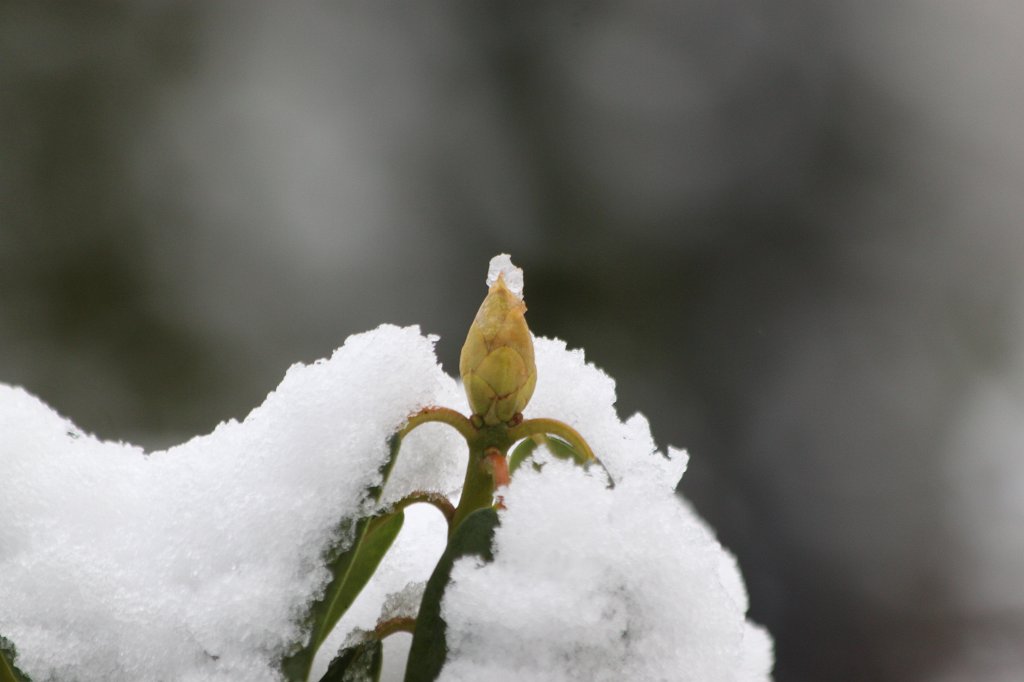 IMG_6346.JPG - Snow on  Rhododendron  bud