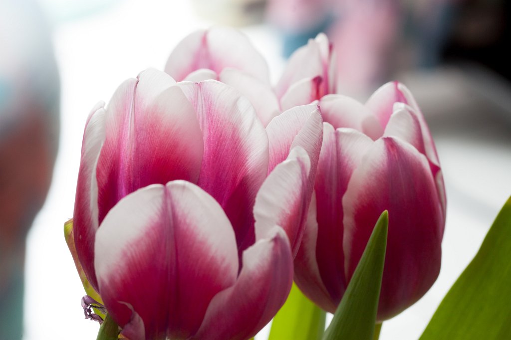 IMG_6506_c.jpg -  Tulips 