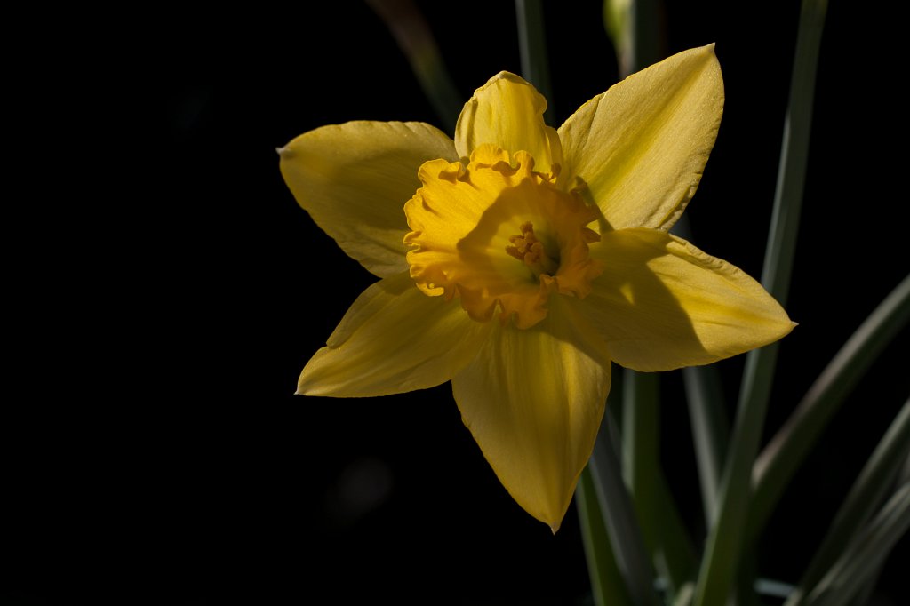 IMG_7535_c.jpg - Daffodil (Osterglocke)