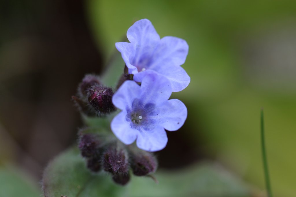 IMG_8245.JPG - Blue flower