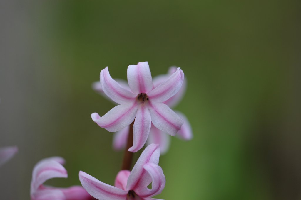 IMG_8494.JPG -  Garden hyacinth  ( Gartenhyazinthe )