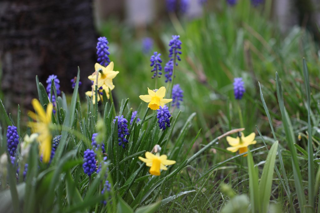IMG_8510.JPG -  Daffodils  ( Osterglocken ) and  grape hyacinths  ( Traubenhyazinthen )
