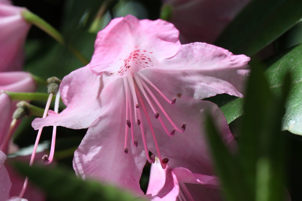 IMG_1007.JPG -  Rhododendron  ( Rhododendron )