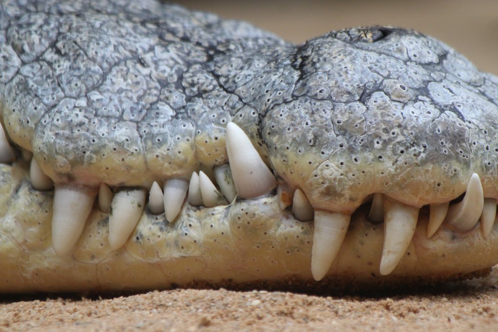 IMG_0296.JPG -  Nile crocodile  ( Nilkrokodil )