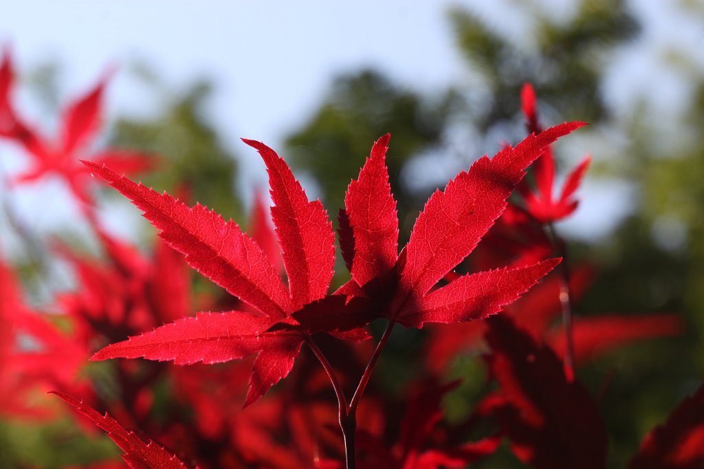 IMG_1323.JPG - Red  japanese maple  leaves (Blätter eines roten  Fächerahorn )