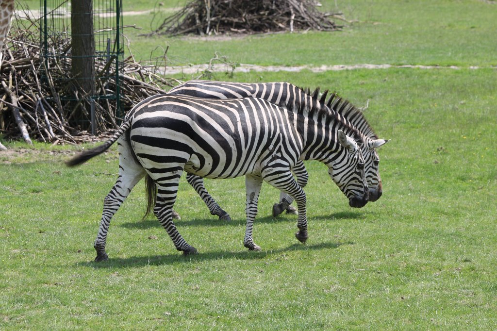 IMG_1377.JPG -  Grant's zebra  ( Böhmzebra )