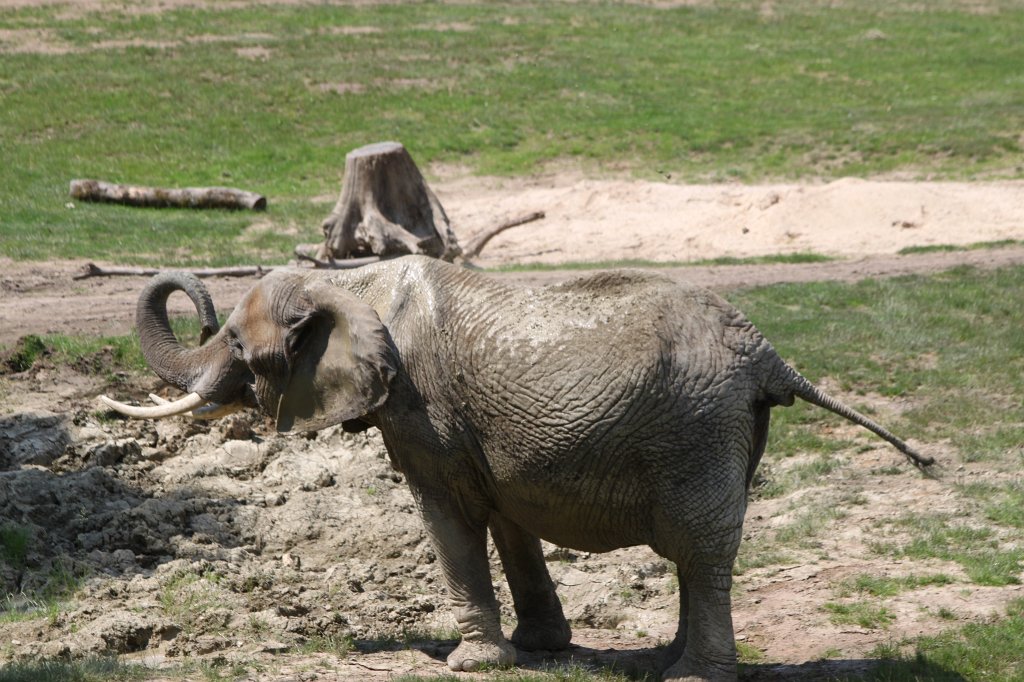 IMG_1501.JPG -  African bush elephant  ( Afrikanischer Elefant )