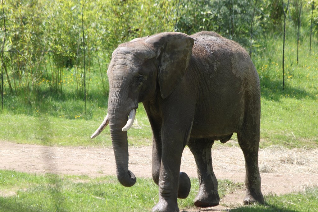 IMG_1516.JPG -  African bush elephant  ( Afrikanischer Elefant )