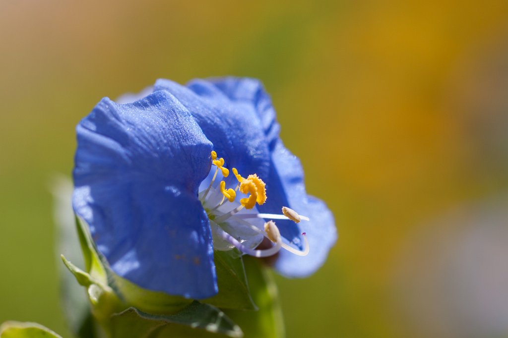 IMG_2737_c.jpg - Blue flower