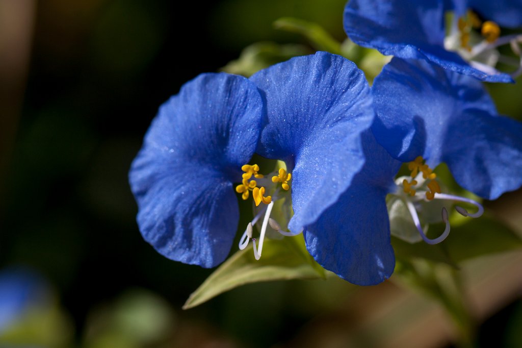 IMG_3350_c.jpg - Blue flower