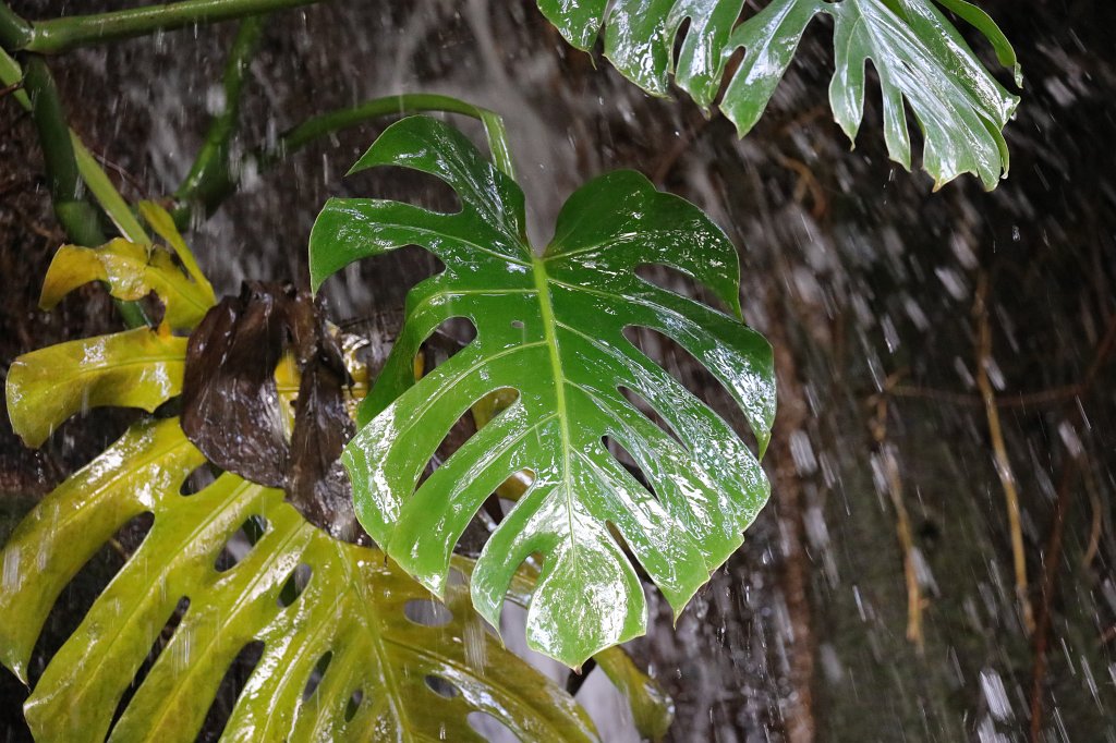 574A3085.JPG - Leaves at the waterfall