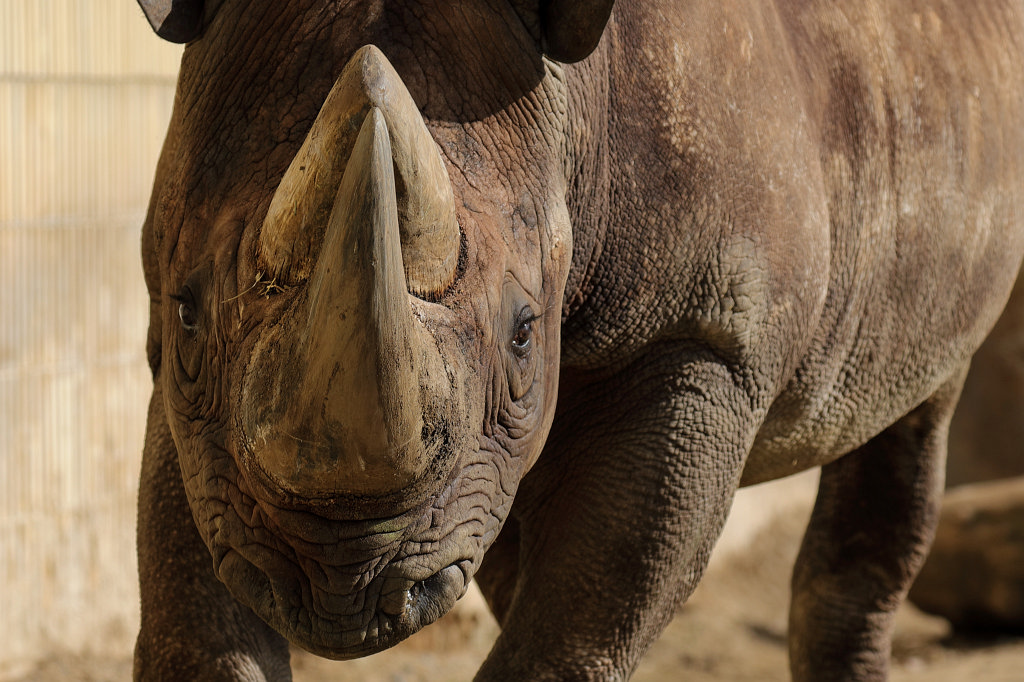 574A3336_c.jpg -  Black rhinoceros  ( Spitzmaulnashorn )