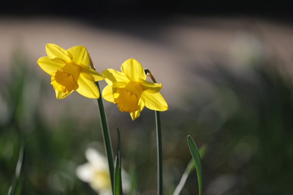 574A3603.JPG -  Daffodils  ( Osterglocken )