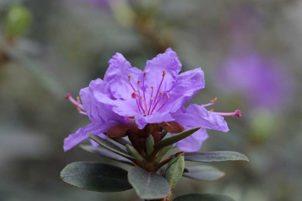 574A4628.JPG -  Rhododendron  ( Rhododendron )