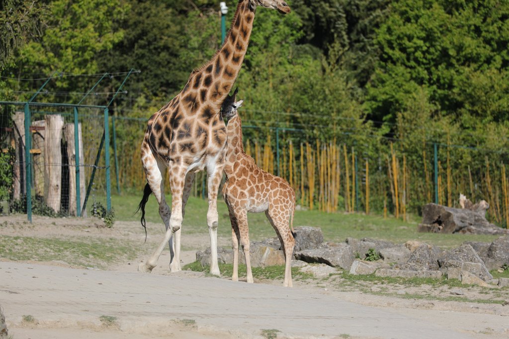 574A4926.JPG -  Rothschild's giraffe  (Rothschild- Giraffe )