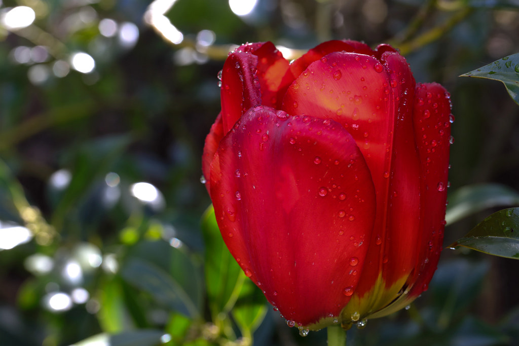 574A4699_c.jpg -  Tulip  ( Tulpe )
