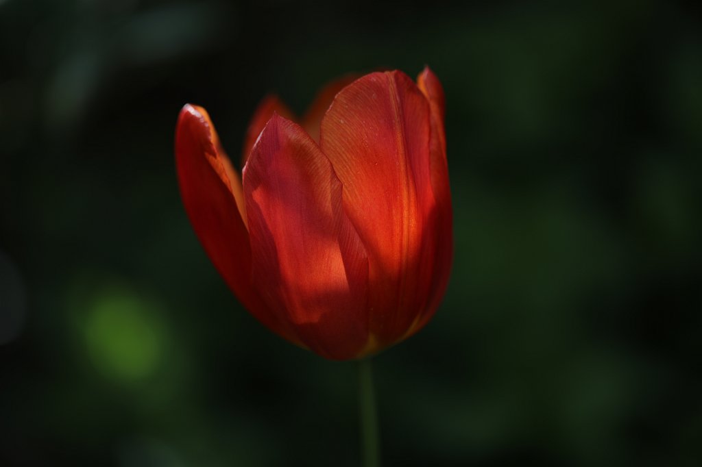 574A5087.JPG -  Tulip  ( Tulpe )
