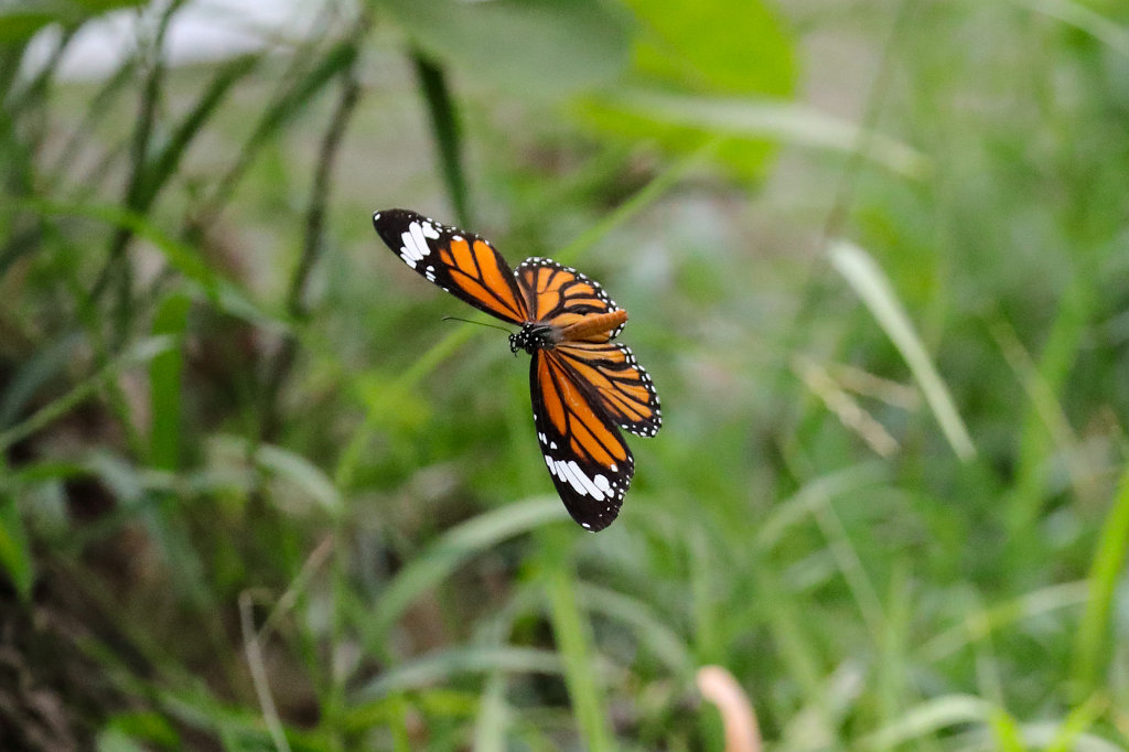 574A6599_c.jpg - Botanical Garden in Hanoi - Butterfly