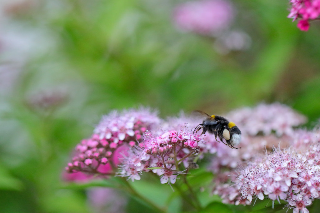 574A8543_c1.jpg - Bumblebee on  Spiraea Japonica  (Hummel auf japanischem  Spierstrauch )