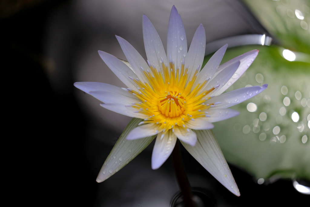 574A9056_c.jpg -  Water lily  ( Seerose )