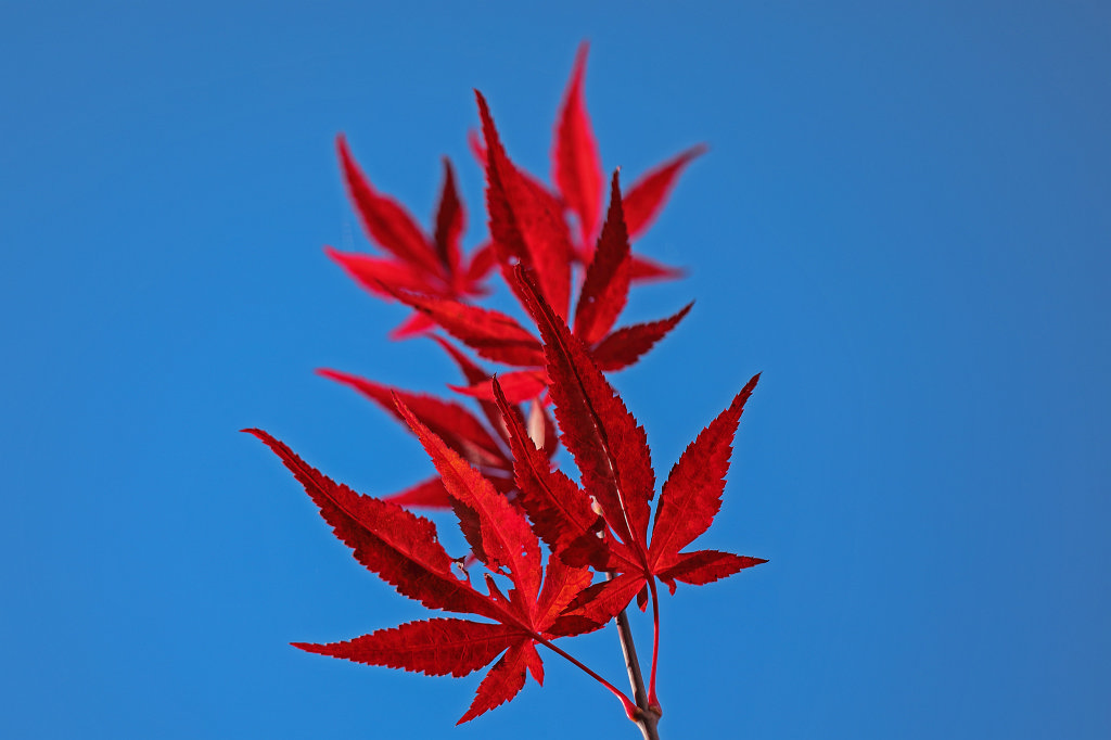 574B0427_c.jpg -  Acer japonicum  leaves (Blätter des  Japanischen Ahorns )