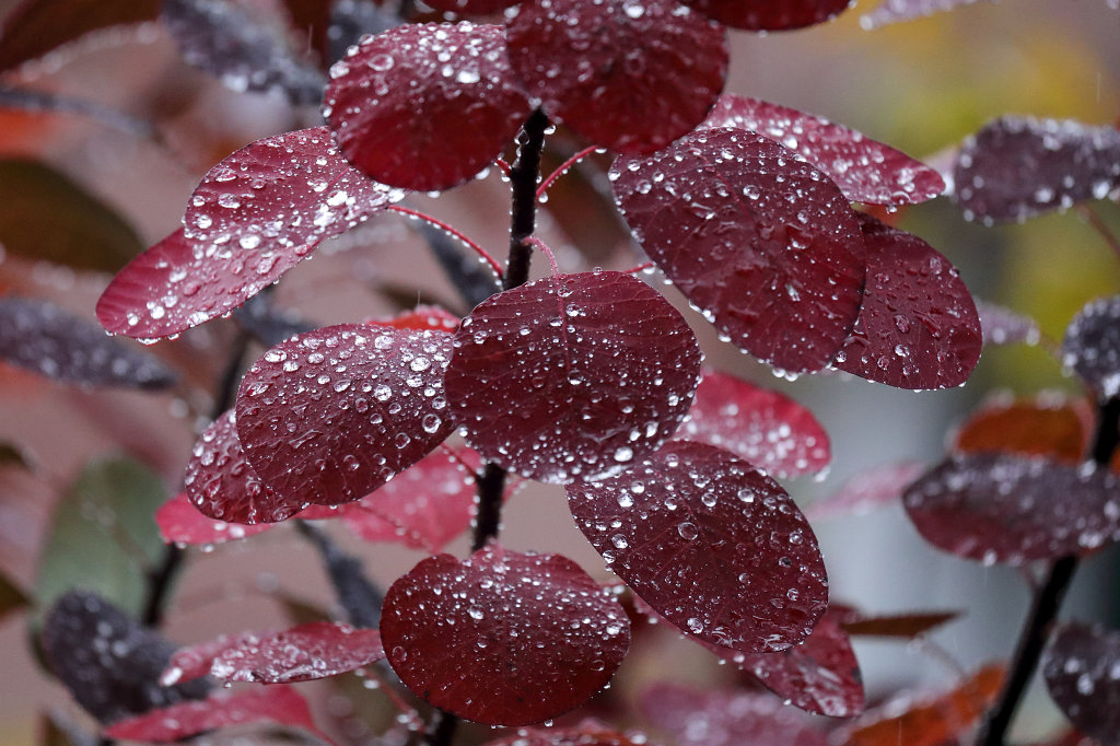 574B0546_c.jpg - Rain drops on red leaves