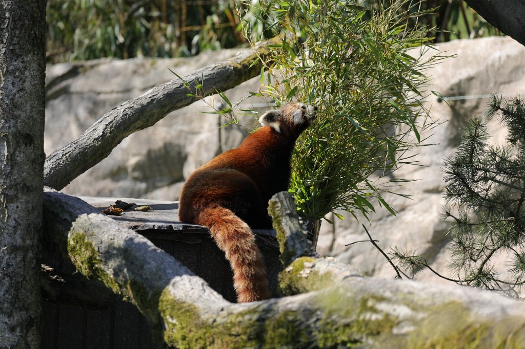 574B2499.JPG -  Red panda  ( Roter Panda )