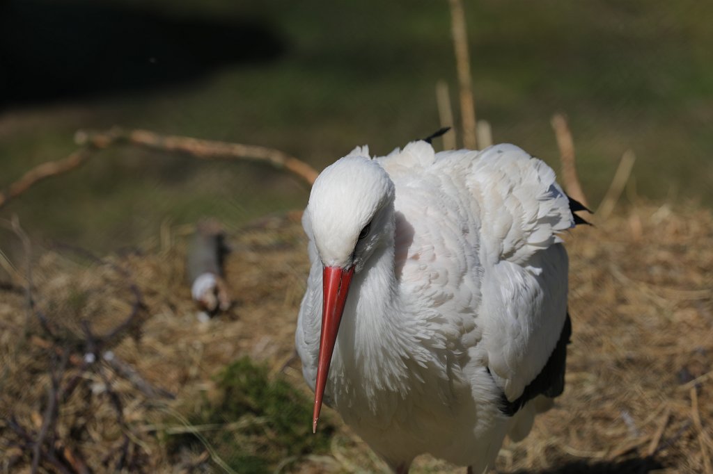 574B2558.JPG -  White stork  ( Weißstorch )