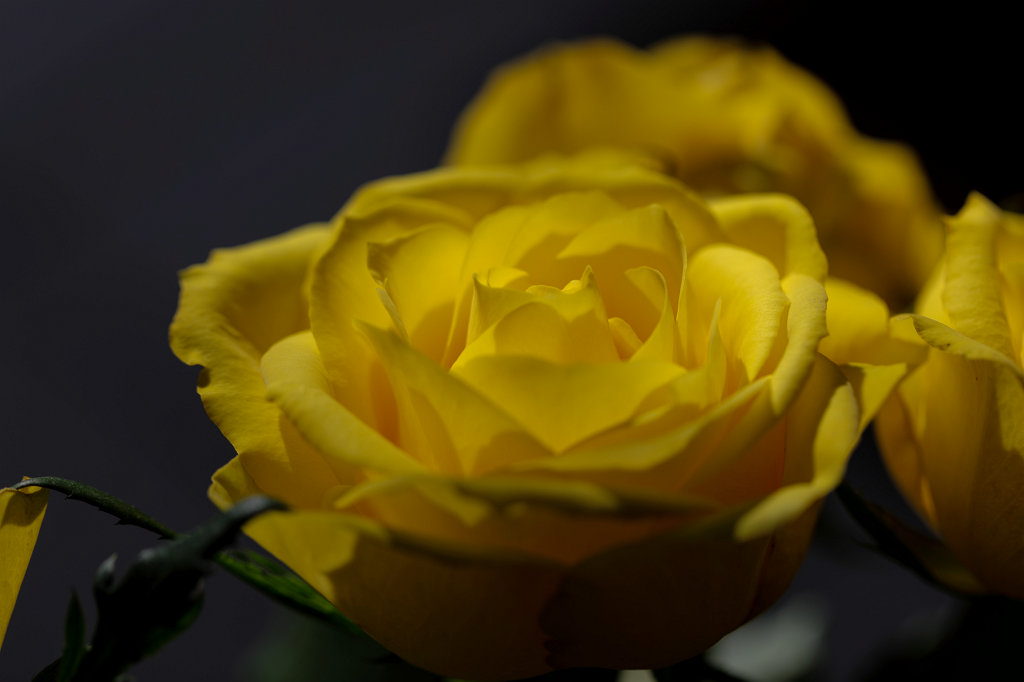 574B2786_c.jpg - Yellow rose