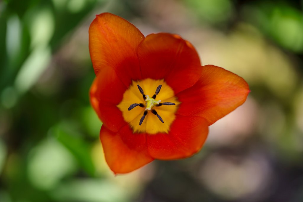574B2920_c.jpg -  Tulip  ( Tulpe )