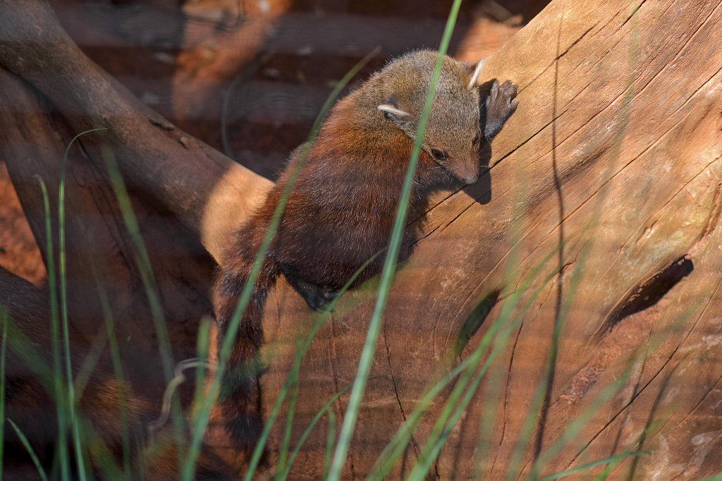 574B4341_c.jpg -  Ring-tailed mongoose  ( Ringelschwanzmungo )
