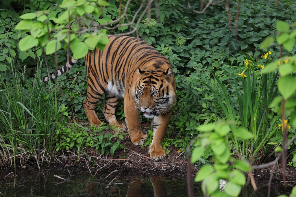574B3427.JPG -  Sumatran tiger  ( Sumatra-Tiger )