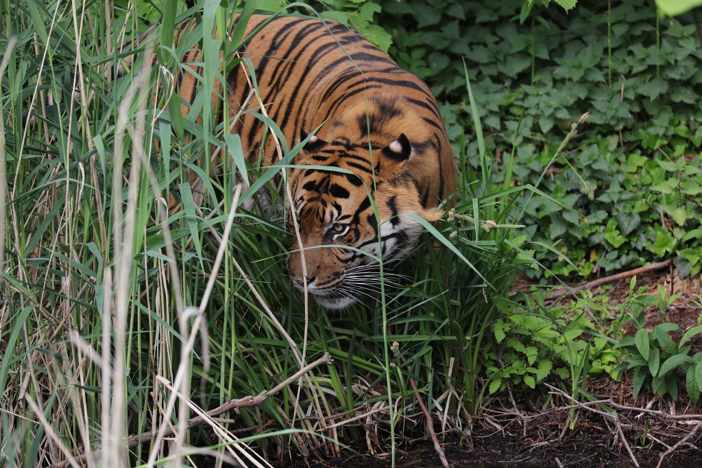 574B3457.JPG -  Sumatran tiger  ( Sumatra-Tiger )