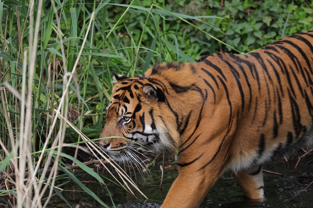 574B3475.JPG -  Sumatran tiger  ( Sumatra-Tiger )
