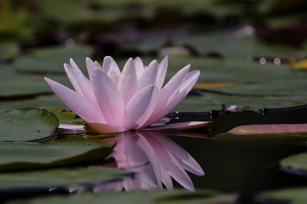 574B4713_c.jpg -  Water lily  ( Seerose )