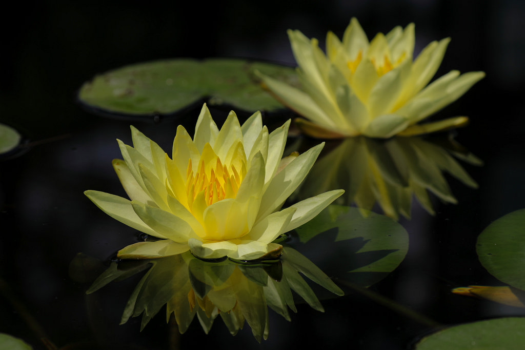 574B4715_c.jpg -  Water lily  ( Seerose )