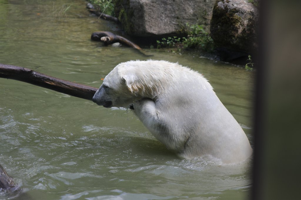 574B6136.JPG -  Polar bear  ( Eisbär ) in the  Tierpark Hellabrunn  in  Munich 