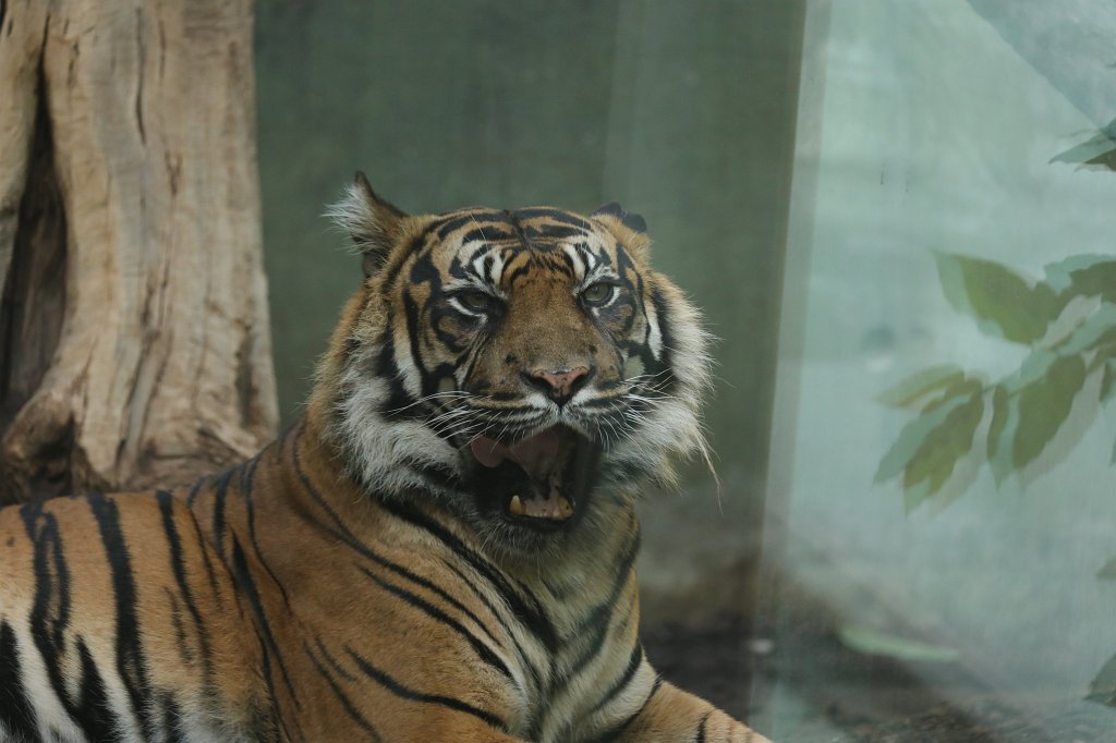 574B7720.JPG -  Sumatran tiger  ( Sumatra-Tiger )